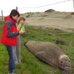 Dani ed Ele con un Elephant Seal